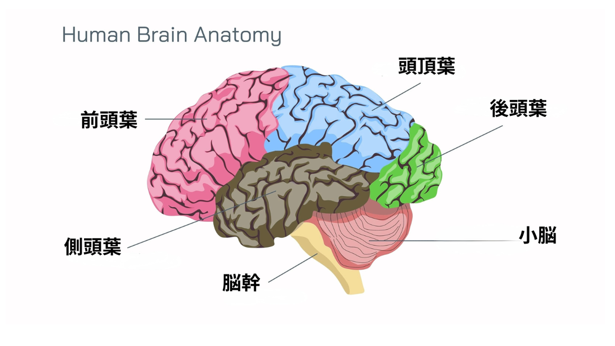 はじめに:皮質下出血とは何か